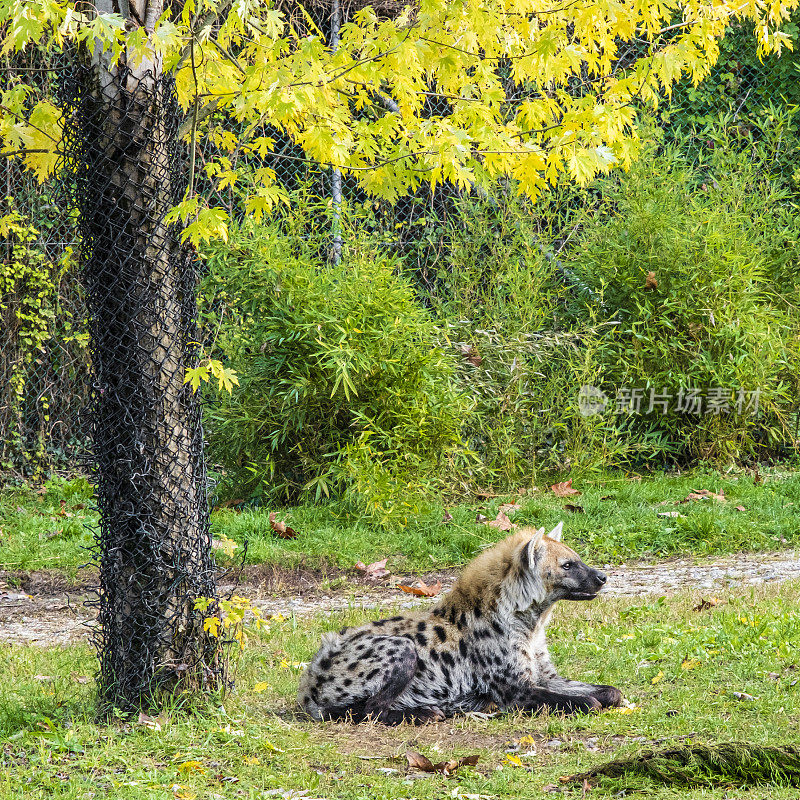 斑点鬣狗（Crocuta crocuta）
